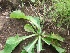  (Sonchus arvensis - MP484)  @11 [ ] Copyright (2013) PHCDBS Paul Hebert Centre for DNA Barcoding and Biodiversity Studies