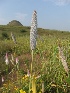  ( - MP758)  @11 [ ] Copyright (2013) PHCDBS Paul Hebert Centre for DNA Barcoding and Biodiversity Studies