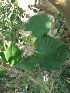  ( - MP774)  @11 [ ] Copyright (2013) PHCDBS Paul Hebert Centre for DNA Barcoding and Biodiversity Studies