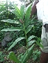  ( - MP504)  @11 [ ] Copyright (2013) PHCDBS Paul Hebert Centre for DNA Barcoding and Biodiversity Studies