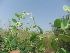  ( - BU226)  @11 [ ] Copyright (2014) PHCDBS Paul Hebert Centre For DNA Barcoding And Biodiversity Studies