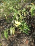  ( - MP205)  @11 [ ] Copyright (2014) PHCDBS Paul Hebert Centre fo DNA Barcoding And Biodiversity Studise