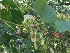  ( - MP537)  @11 [ ] Copyright (2013) PHCDBS Paul Hebert Centre for DNA Barcoding and Biodiversity Studies
