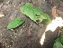 ( - MP599)  @11 [ ] Copyright (2013) PHCDBS Paul Hebert Centre for DNA Barcoding and Biodiversity Studies