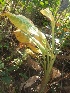  ( - MP602)  @11 [ ] Copyright (2013) PHCDBS Paul Hebert Centre for DNA Barcoding and Biodiversity Studies