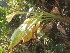  ( - MP59)  @11 [ ] Copyright (2014) PHCDBS Paul Hebert Centre for DNA Barcoding and Biodiversity Studies