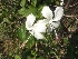  ( - MP583)  @11 [ ] Copyright (2013) PHCDBS Paul Hebert Centre for DNA Barcoding and Biodiversity Studies