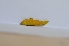  ( - SP26)  @11 [ ] Copyright (2014) PHCDS Paul Hebert Centre for DNA Barcoding and Biodiversity Studies