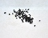  (Ocimum basilicum - SP4)  @11 [ ] Copyright (2014) PHCDBS Paul Hebert Centre for DNA Barcoding and Biodiversity Studies