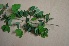  ( - NNP304)  @11 [ ] Copyright (2014) PHCDBS Paul Hebert Centre for DNA Barcoding and Biodiversity Studies