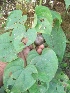  ( - MP399)  @11 [ ] Copyright (2014) PHCDBS Paul Hebert Centre for DNA Barcoding and Biodiversity Studies