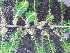  (Emblica - BU103)  @11 [ ] Copyright (2014) PHCDBS Paul Hebert Centre For DNA Barcoding And Biodiversity Studies