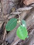  ( - MP220)  @11 [ ] Copyright (2014) PHCDBS Paul Hebert Centre fo DNA Barcoding And Biodiversity Studise
