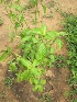  ( - TMPA118)  @11 [ ] Copyright (2014) PHCDBS PAUL HEBERT CENTRE FOR DNA BARCODING AND BIODIVERSITY STUDIES
