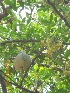 ( - BU228)  @11 [ ] Copyright (2014) PHCDBS Paul Hebert Centre For DNA Barcoding And Biodiversity Studies