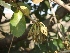  ( - MP78)  @11 [ ] Copyright (2014) PHCDBS Paul Hebert Centre fo DNA Barcoding And Biodiversity Studise