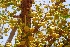  ( - MP2440)  @11 [ ] Copyright (2017) Dr. G. D. Khedkar Paul Hebert Centre For DNA Barcoding And Biodiversity Studies
