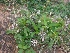  ( - MP2600)  @11 [ ] Copyright (2017) Dr. G. D. Khedkar Paul Hebert Centre For DNA Barcoding And Biodiversity Studies