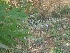  (Vitex negundo - MP2794)  @11 [ ] Copyright (2017) Dr. G. D. Khedkar Paul Hebert Centre For DNA Barcoding And Biodiversity Studies