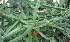  ( - MP2802)  @11 [ ] Copyright (2017) Dr. G. D. Khedkar Paul Hebert Centre For DNA Barcoding And Biodiversity Studies