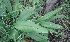 (Curcuma aromatica - MP3526)  @11 [ ] Copyright (2017) Dr. G. D. Khedkar Paul Hebert Centre For DNA Barcoding And Biodiversity Studies
