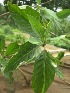  ( - TMPA129)  @11 [ ] Copyright (2014) PHCDBS PAUL HEBERT CENTRE FOR DNA BARCODING AND BIODIVERSITY STUDIES