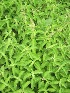  (Ocimum gratissimum - TMPA134)  @11 [ ] Copyright (2014) PHCDBS PAUL HEBERT CENTRE FOR DNA BARCODING AND BIODIVERSITY STUDIES