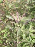  ( - TMPA135)  @11 [ ] Copyright (2014) PHCDBS PAUL HEBERT CENTRE FOR DNA BARCODING AND BIODIVERSITY STUDIES