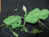  ( - MP393)  @11 [ ] Copyright (2014) PHCDBS Paul Hebert Centre for DNA Barcoding and Biodiversity Studies