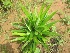  (Pandanus austrosinensis - TMPA136)  @11 [ ] Copyright (2014) PHCDBS PAUL HEBERT CENTRE FOR DNA BARCODING AND BIODIVERSITY STUDIES