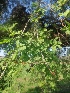  ( - MP1157)  @11 [ ] Copyright (2014) PHCDBS Paul Hebert Centre for DNA Barcoding and Biodiversity Studies