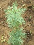  (Ruta chalepensis - TMPA154)  @11 [ ] Copyright (2013) PHCDBS PAUL HEBERT CENTRE FOR DNA BARCODING AND BIODIVERSITY STUDIES