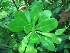  (Scaevola coriacea - TMPA28)  @11 [ ] Copyright (2013) PHCDBS Paul Hebert Centre for DNA Barcoding and Biodiversity Studies