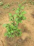  ( - TMPA163)  @11 [ ] Copyright (2014) PHCDBS PAUL HEBERT CENTRE FOR DNA BARCODING AND BIODIVERSITY STUDIES