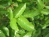  ( - TMPA168)  @11 [ ] Copyright (2014) PHCDBS PAUL HEBERT CENTRE FOR DNA BARCODING AND BIODIVERSITY STUDIES
