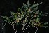  ( - WPTM 3)  @11 [ ] Copyright (2016) RHT Rapinat Herbarium and Centre for Molecular Systematics