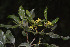  (Pittosporum tetraspermum - WPTM 4)  @11 [ ] Copyright (2016) RHT Rapinat Herbarium and Centre for Molecular Systematics