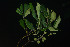  (Pittosporum neelgherrense - WPTM 6)  @11 [ ] Copyright (2016) RHT Rapinat Herbarium and Centre for Molecular Systematics