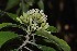  (Pittosporum dasycaulon - WPTM 7)  @11 [ ] Copyright (2016) RHT Rapinat Herbarium and Centre for Molecular Systematics