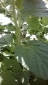  ( - MP1049)  @11 [ ] Copyright (2013) PHCDBS Paul Hebert Center for DNA Barcoding and Biodiversity Studies