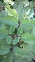  ( - MP1051)  @11 [ ] Copyright (2013) PHCDBS Paul Hebert Center for DNA Barcoding and Biodiversity Studies