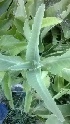  ( - MP1053)  @11 [ ] Copyright (2013) PHCDBS Paul Hebert Center for DNA Barcoding and Biodiversity Studies