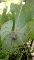  ( - MP1073)  @11 [ ] Copyright (2013) PHCDBS Paul Hebert Center for DNA Barcoding and Biodiversity Studies