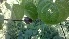  ( - MP1076)  @11 [ ] Copyright (2013) PHCDBS Paul Hebert Center for DNA Barcoding and Biodiversity Studies