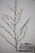  ( - DGC008)  @11 [ ] CreativeCommons - Attribution (2014) Aisha Tahir Centre for Biodiversity Genomics