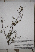  ( - DGC004)  @11 [ ] CreativeCommons - Attribution (2014) Aisha Tahir Centre for Biodiversity Genomics