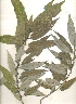  (Salix tetrasperma - swat34)  @11 [ ] CreativeCommons - Attribution Non-Commercial Share-Alike (2015) Unspecified University of Agriculture Faisalabad-Pakistan