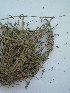  ( - Quet1300)  @11 [ ] CreativeCommons - Attribution Non-Commercial Share-Alike (2015) Unspecified University of Agriculture Faisalabad-Pakistan