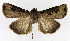  (Agrotis tokionis - ZZU.JY31)  @11 [ ] CreativeCommons  Attribution Non-Commercial Share-Alike (2023) Unspecified University of Zhengzhou