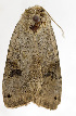  (Xestia tabida - ZZU.NM36)  @11 [ ] CreativeCommons  Attribution Non-Commercial Share-Alike (2023) Unspecified University of Zhengzhou